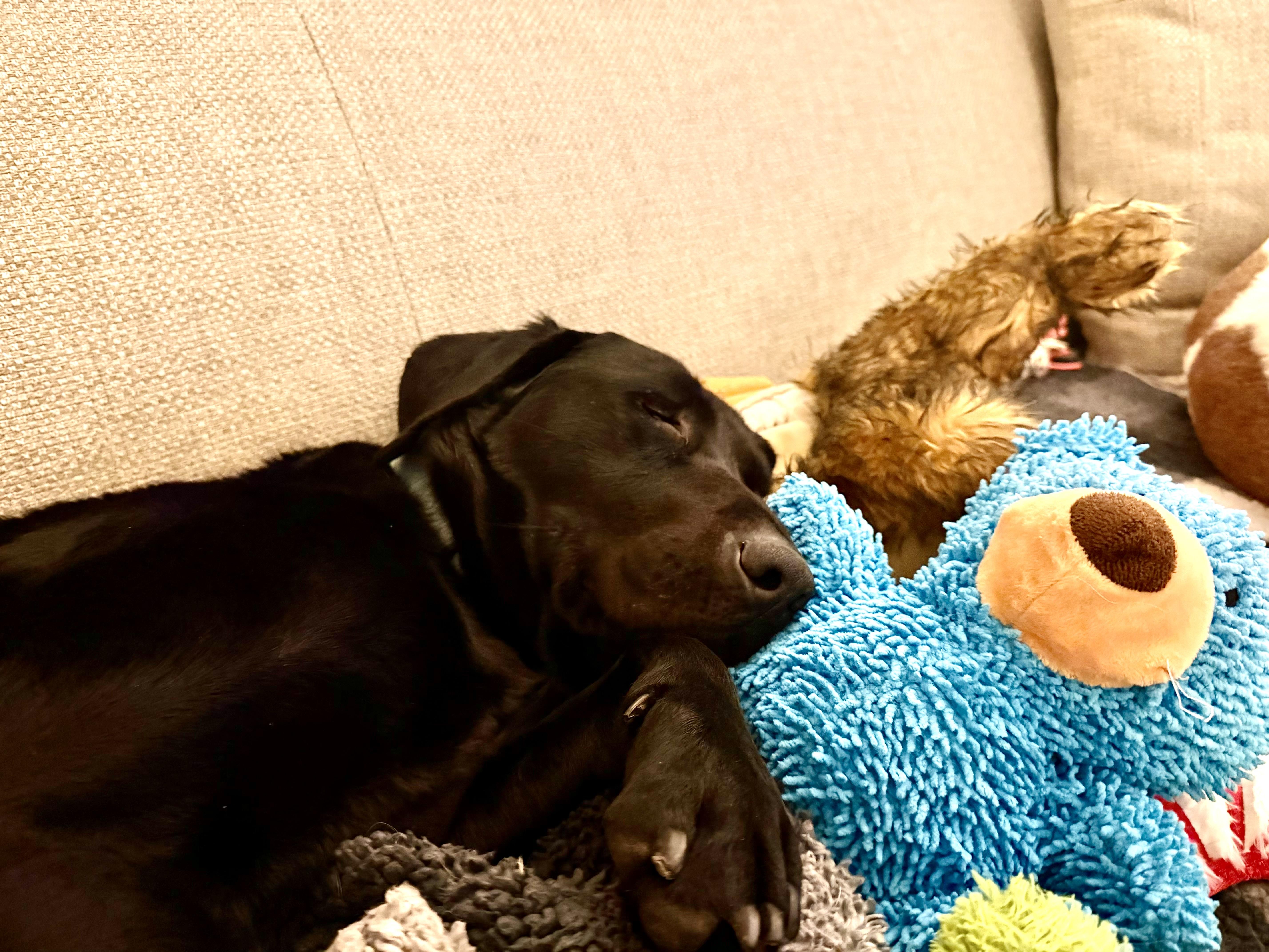 Enlarge Bixley, a ADOPTABLE Black Labrador Retriever in Medina, OH image 5/6