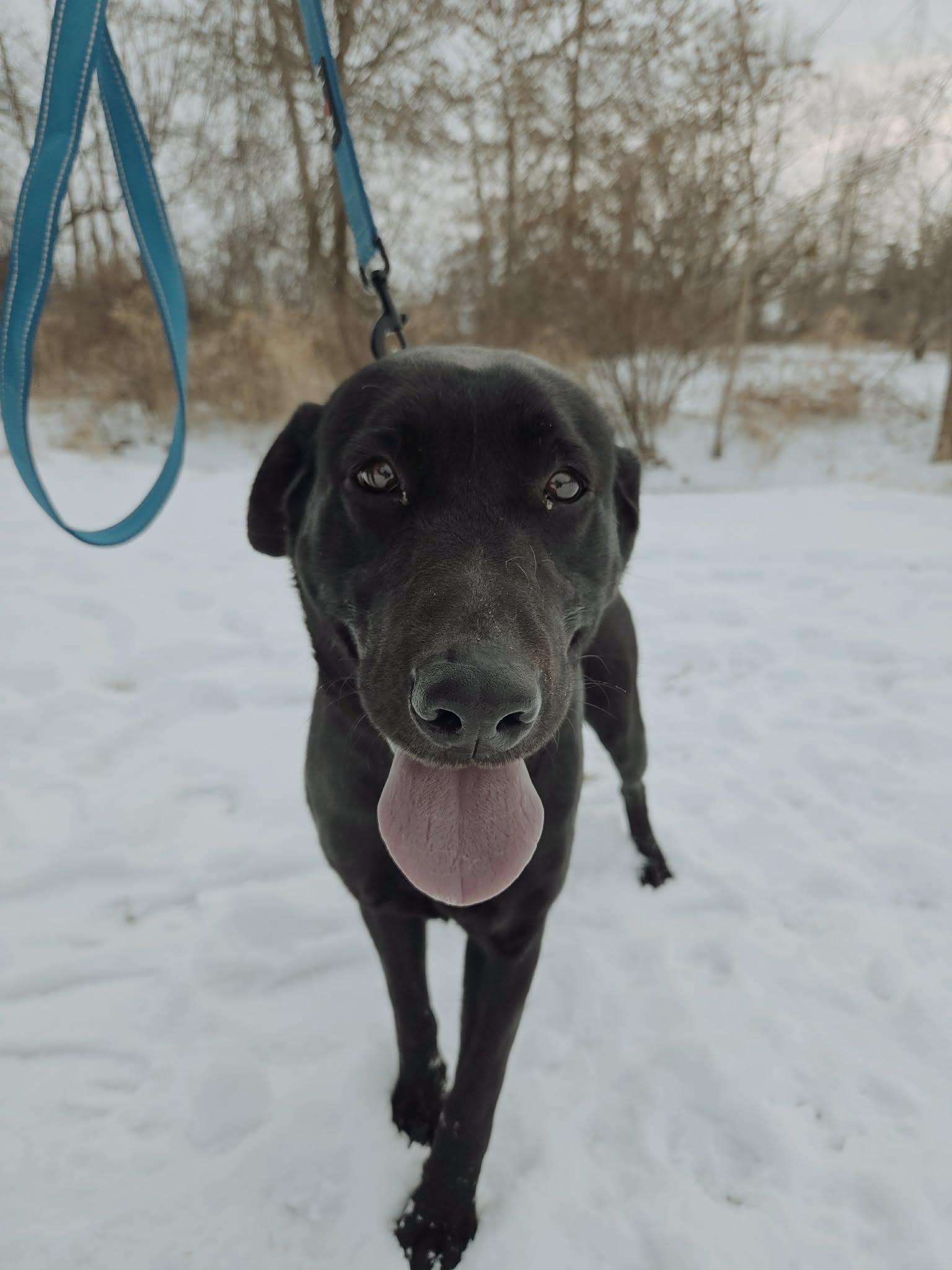 Enlarge Bixley-Not Accepting Applications Yet!, a ADOPTABLE Black Labrador Retriever in Medina, OH image 6/6