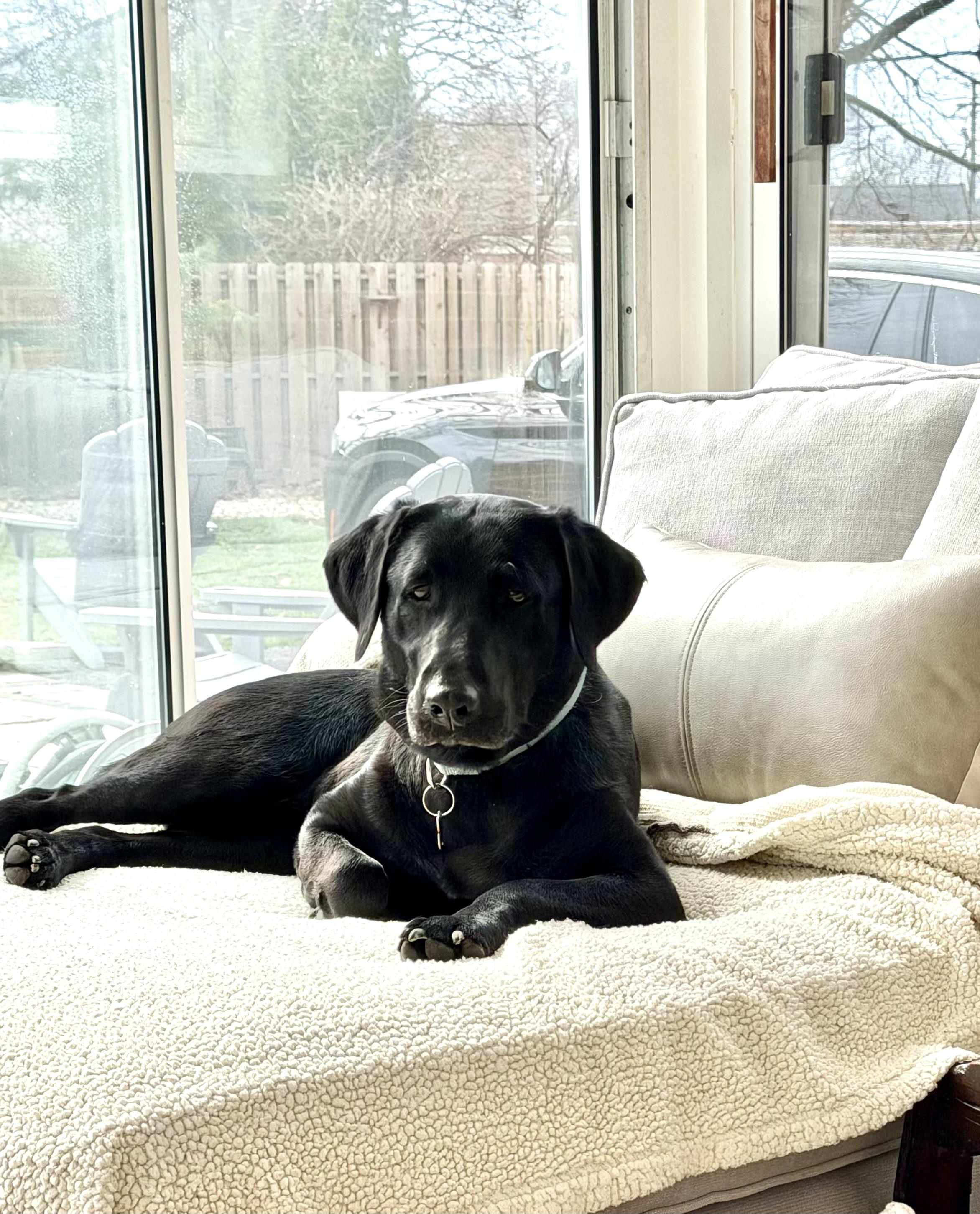 Enlarge Bixley, a ADOPTABLE Black Labrador Retriever in Medina, OH image 1/6