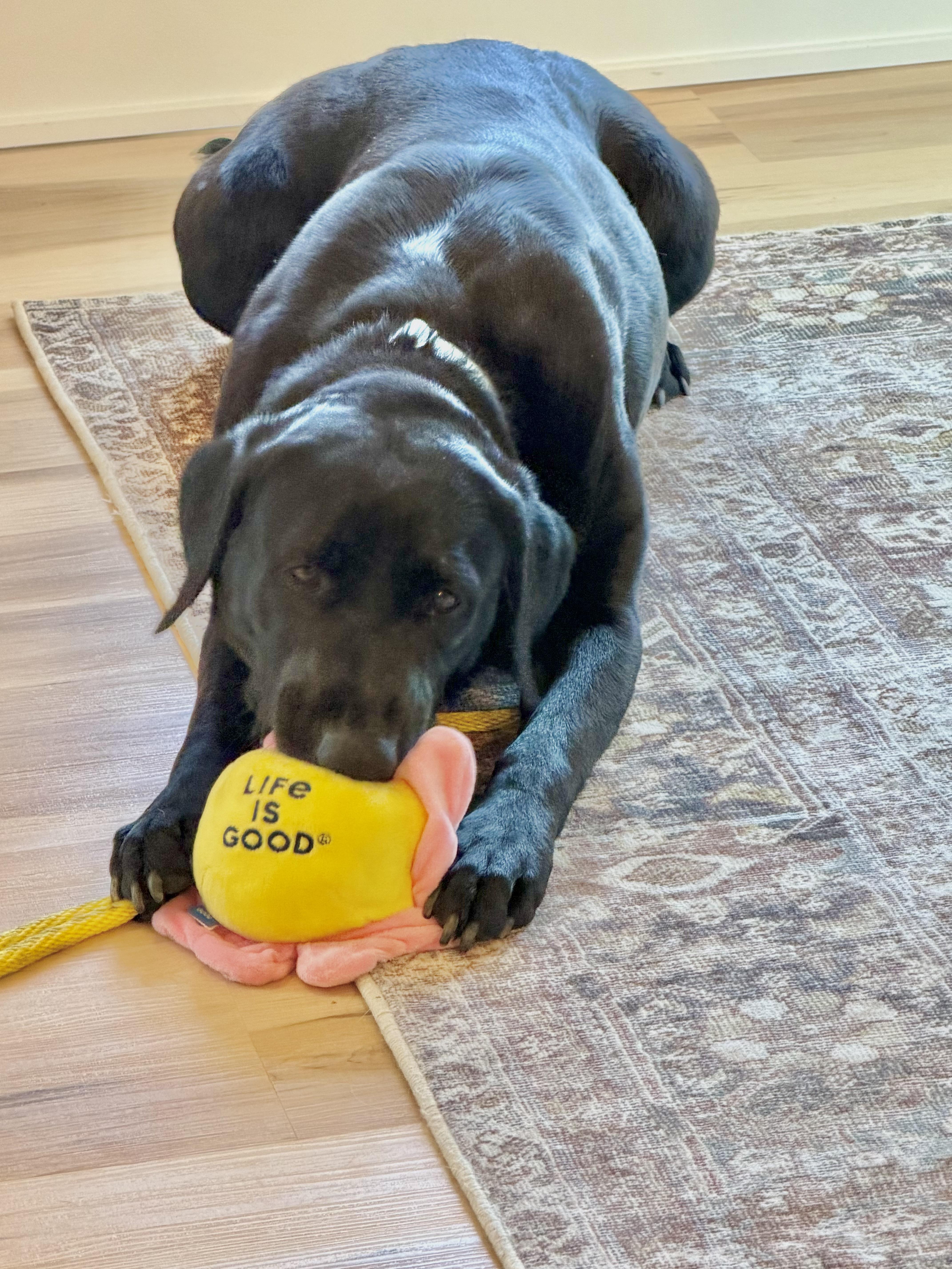 Enlarge Bixley, a ADOPTABLE Black Labrador Retriever in Medina, OH image 3/6
