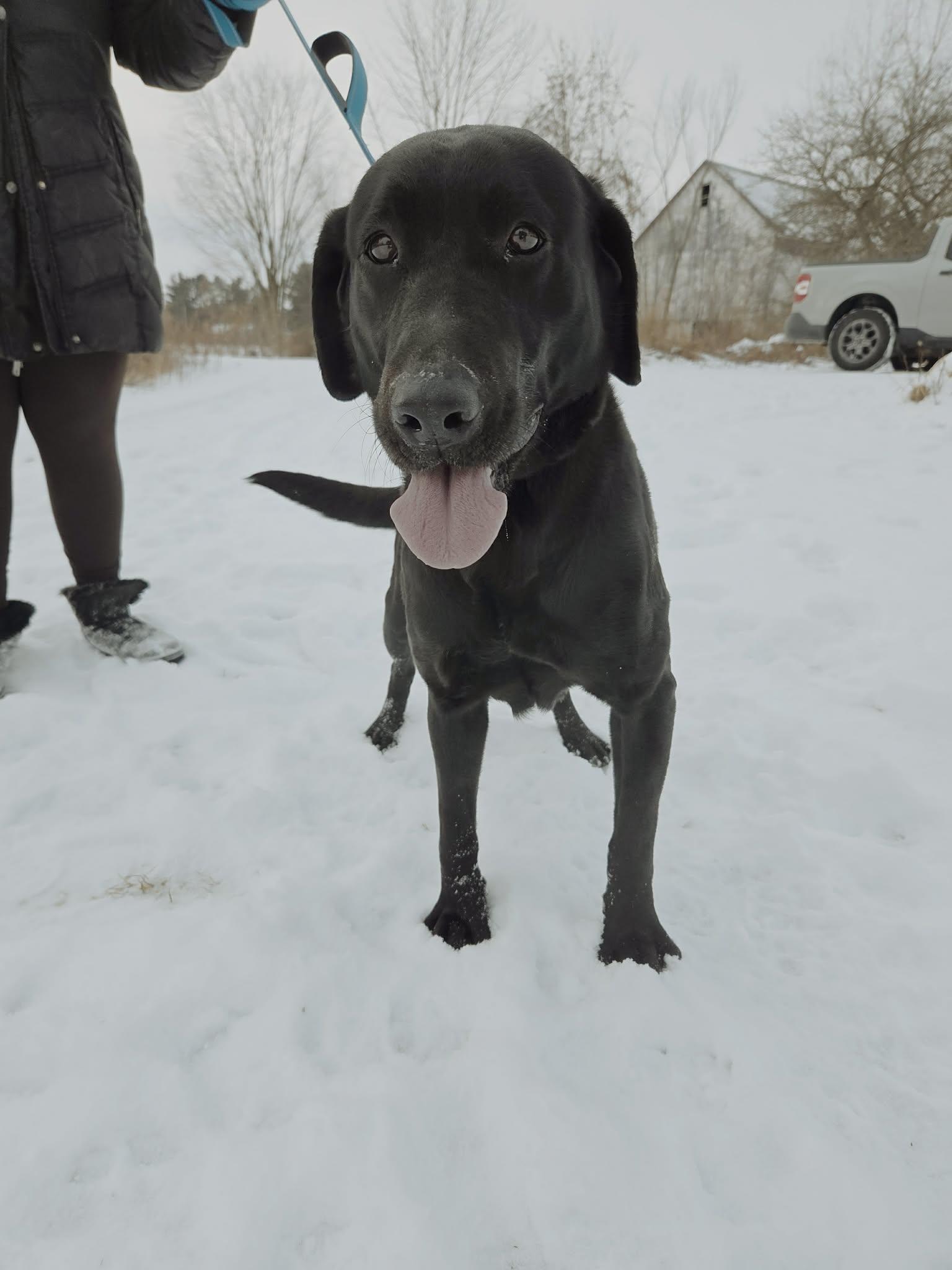 Enlarge Bixley-Not Accepting Applications Yet!, a ADOPTABLE Black Labrador Retriever in Medina, OH image 3/6