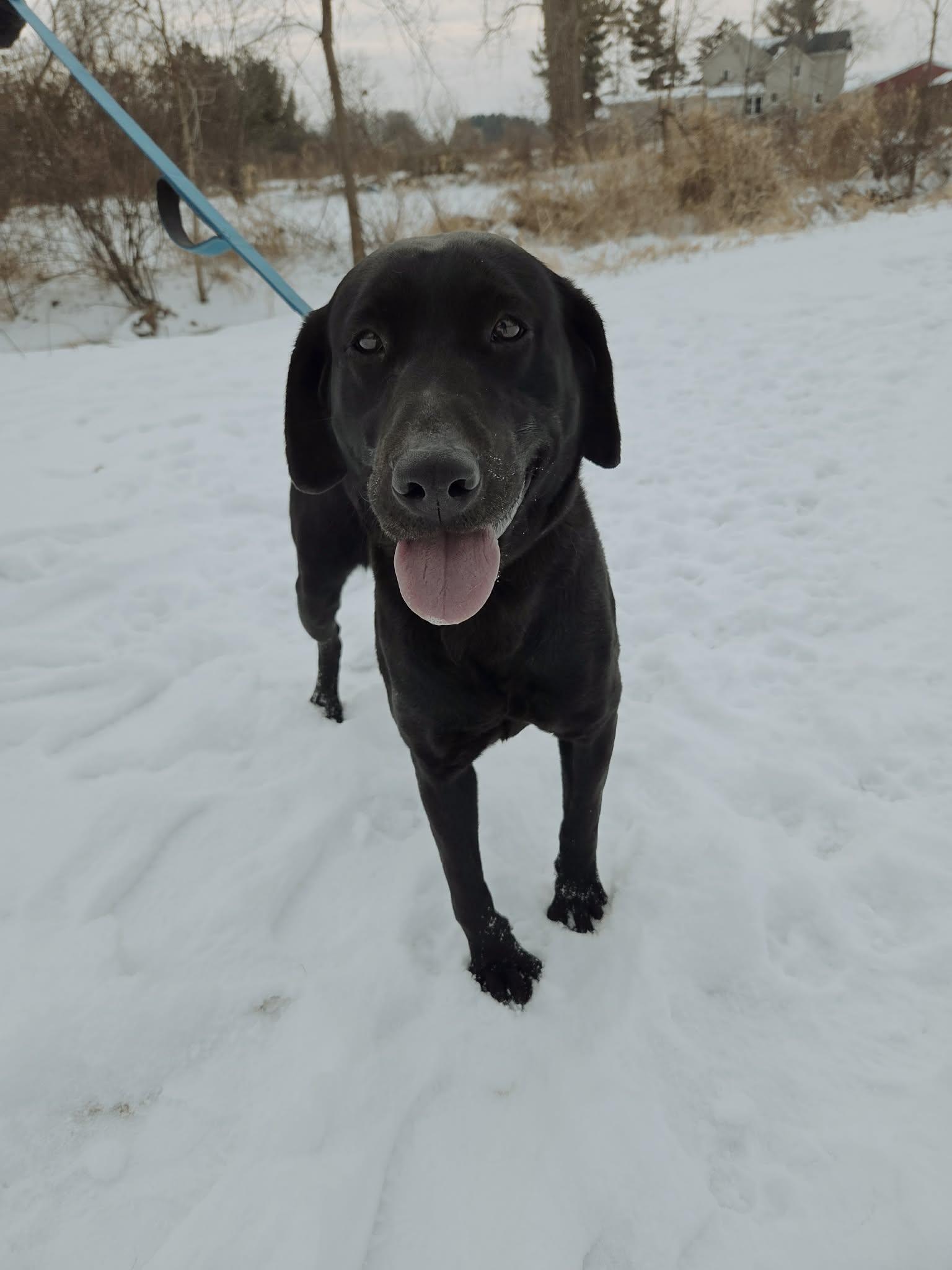 Bixley-Not Accepting Applications Yet!, ADOPTABLE, Adult Female Black Labrador Retriever.
