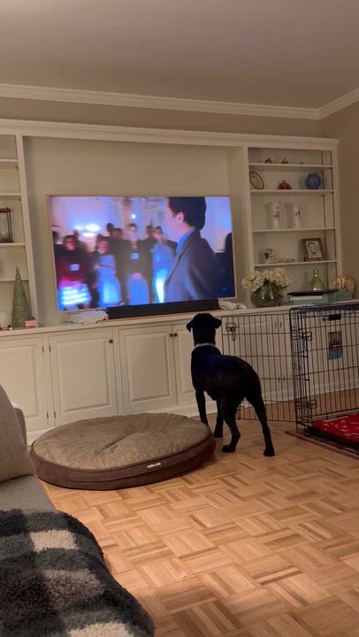 Enlarge Bixley, a ADOPTABLE Black Labrador Retriever in Medina, OH video 2/6