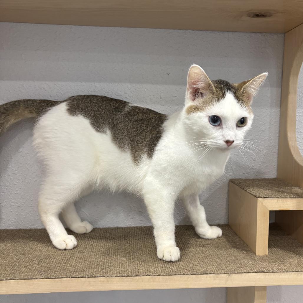 Murphy, Adoptable, Young Male Domestic Short Hair.