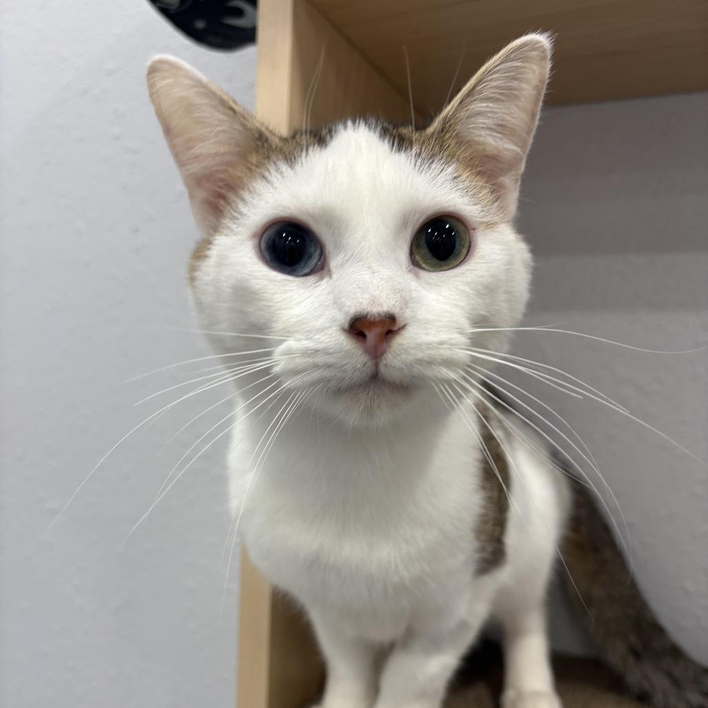 Enlarge Murphy, a Adoptable Domestic Short Hair in Chaska, MN image 2/5