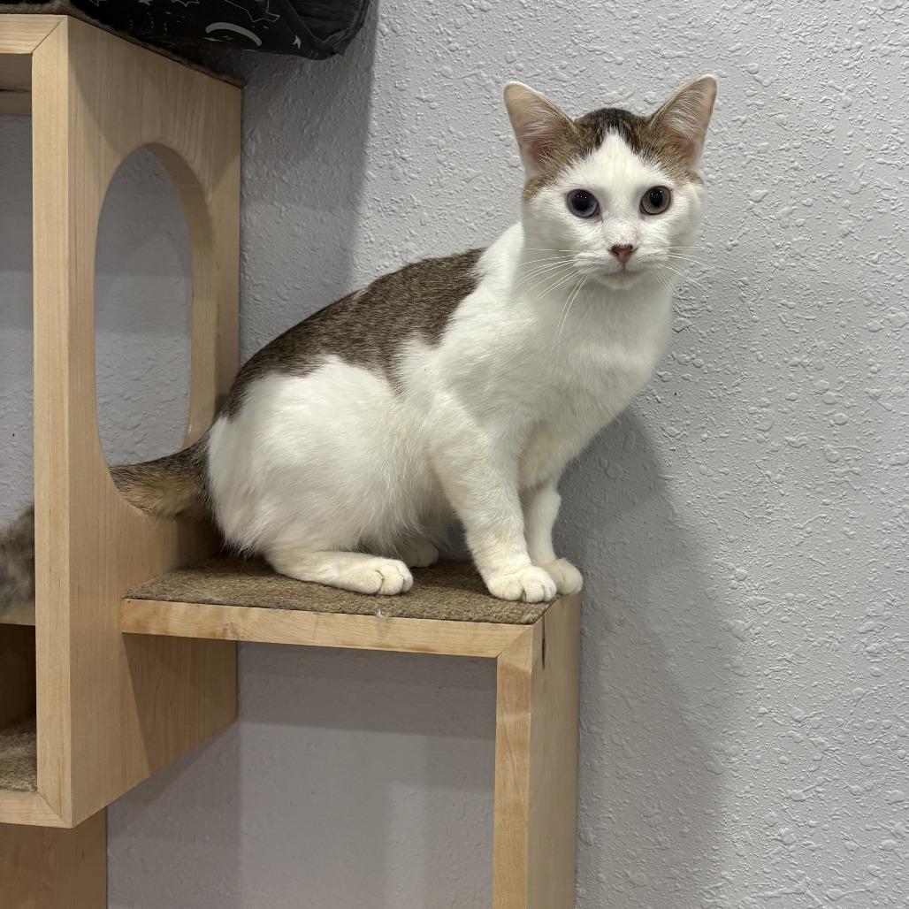 Enlarge Murphy, a Adoptable Domestic Short Hair in Chaska, MN image 3/5