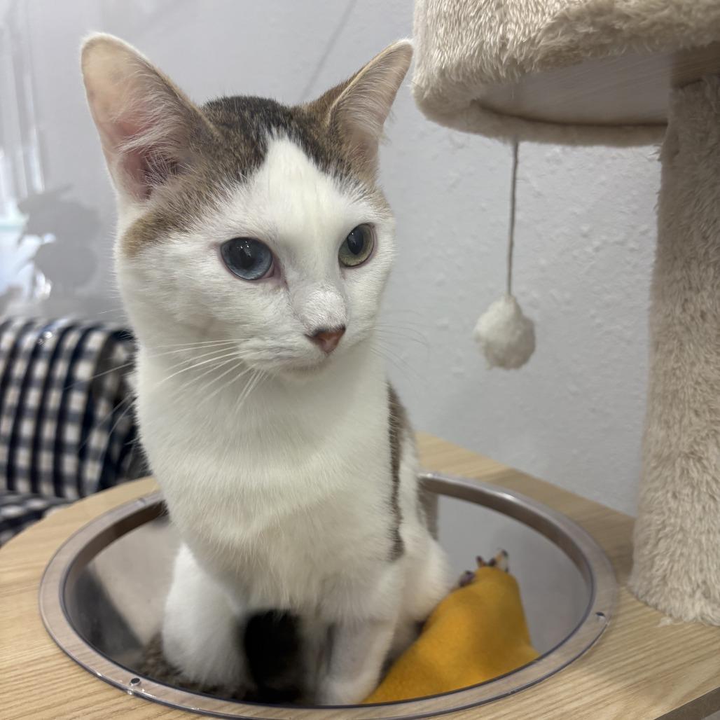 Enlarge Murphy, a Adoptable Domestic Short Hair in Chaska, MN image 4/5