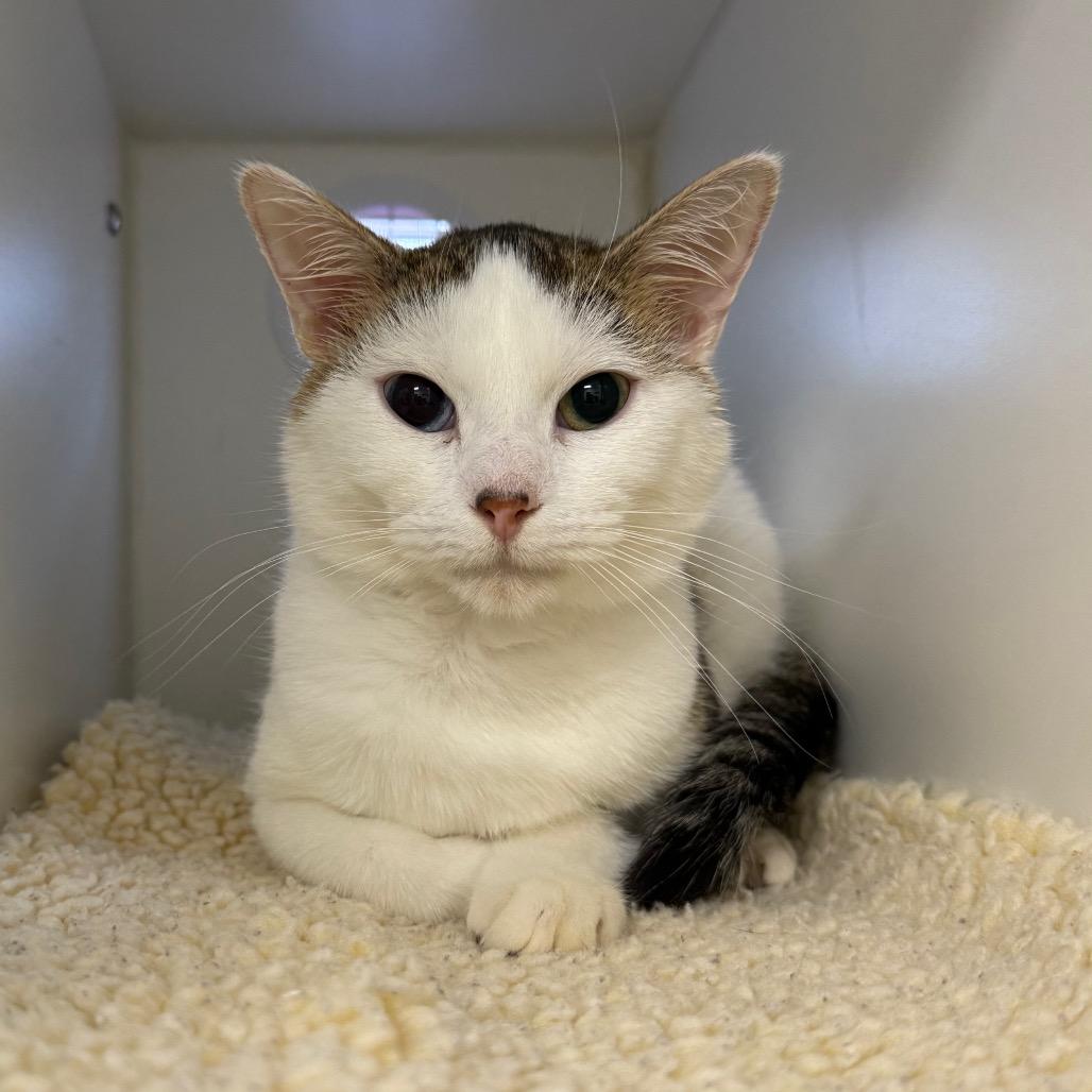 Enlarge Murphy, a Adoptable Domestic Short Hair in Chaska, MN image 5/5