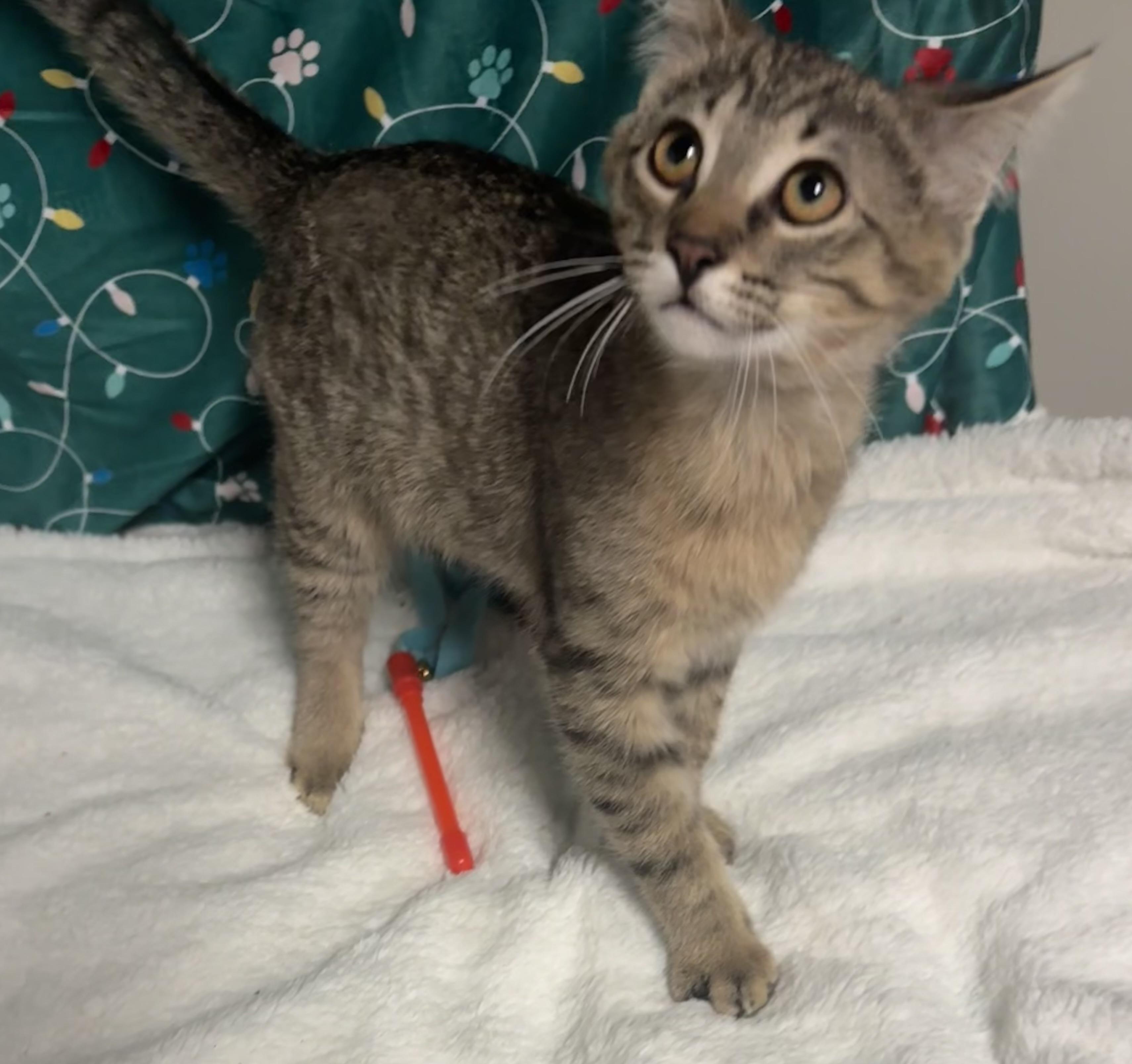 Enlarge Conan, a ADOPTABLE Tabby in Saginaw, MI image 3/3