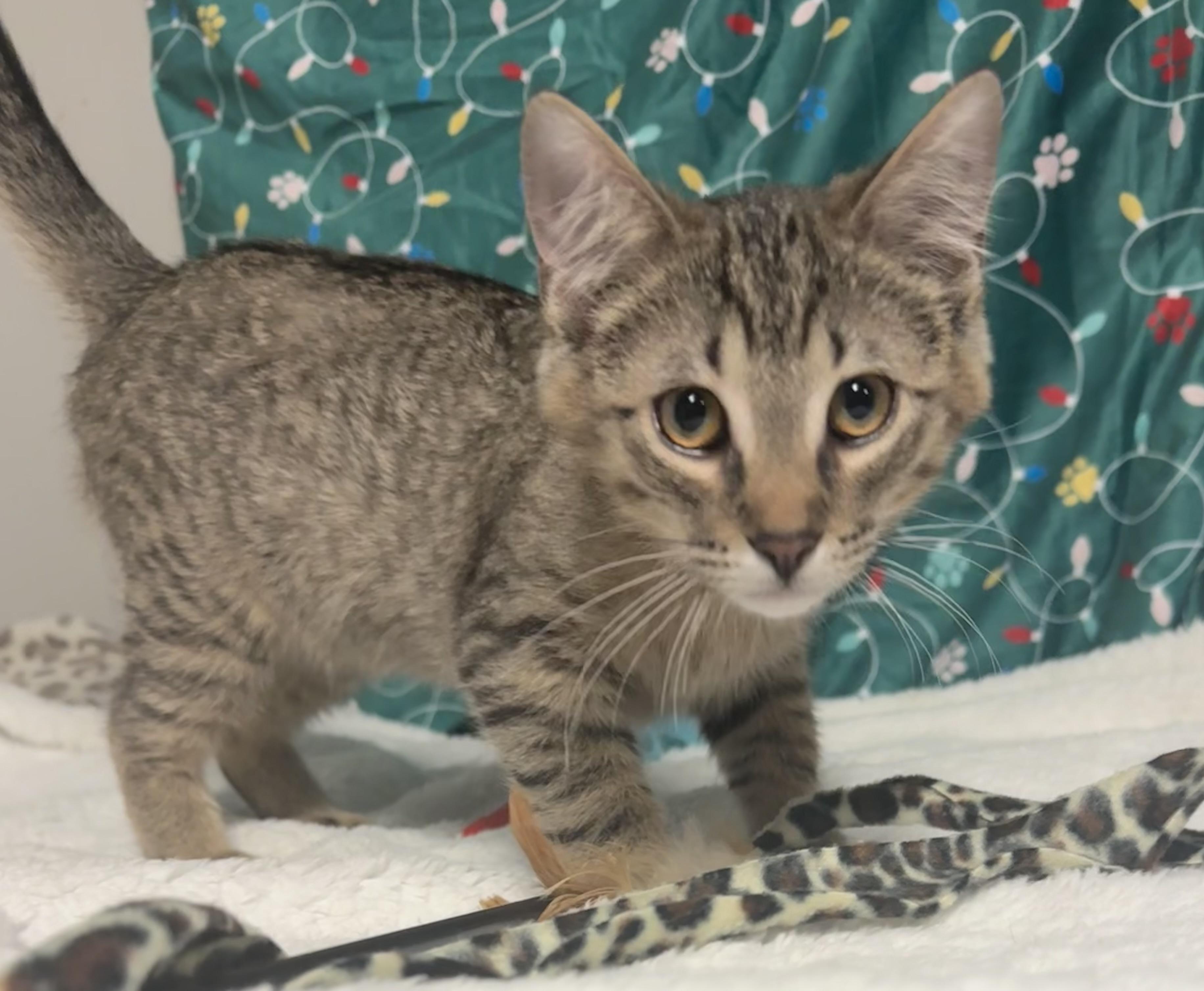 Enlarge Conan, a ADOPTABLE Tabby in Saginaw, MI image 1/3