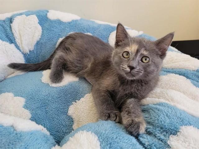 CIDER, Adoptable, Kitten Female Domestic Short Hair.
