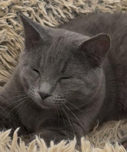 Enlarge Breezy, a Adoptable mixed breed in Mount Pleasant, IA image 2/3
