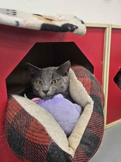 Enlarge Breezy, a Adoptable mixed breed in Mount Pleasant, IA image 1/3
