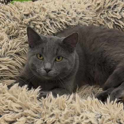Breezy, Adoptable, Young Male Domestic Short Hair & Domestic Short Hair.