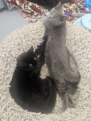 Breezy, Adoptable, Young Male Domestic Short Hair & Domestic Short Hair.