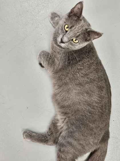 Enlarge Breezy, a Adoptable mixed breed in Mount Pleasant, IA image 2/3
