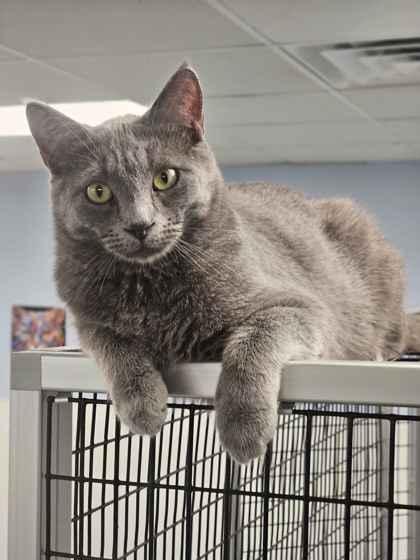 Enlarge Breezy, a Adoptable mixed breed in Mount Pleasant, IA image 3/3