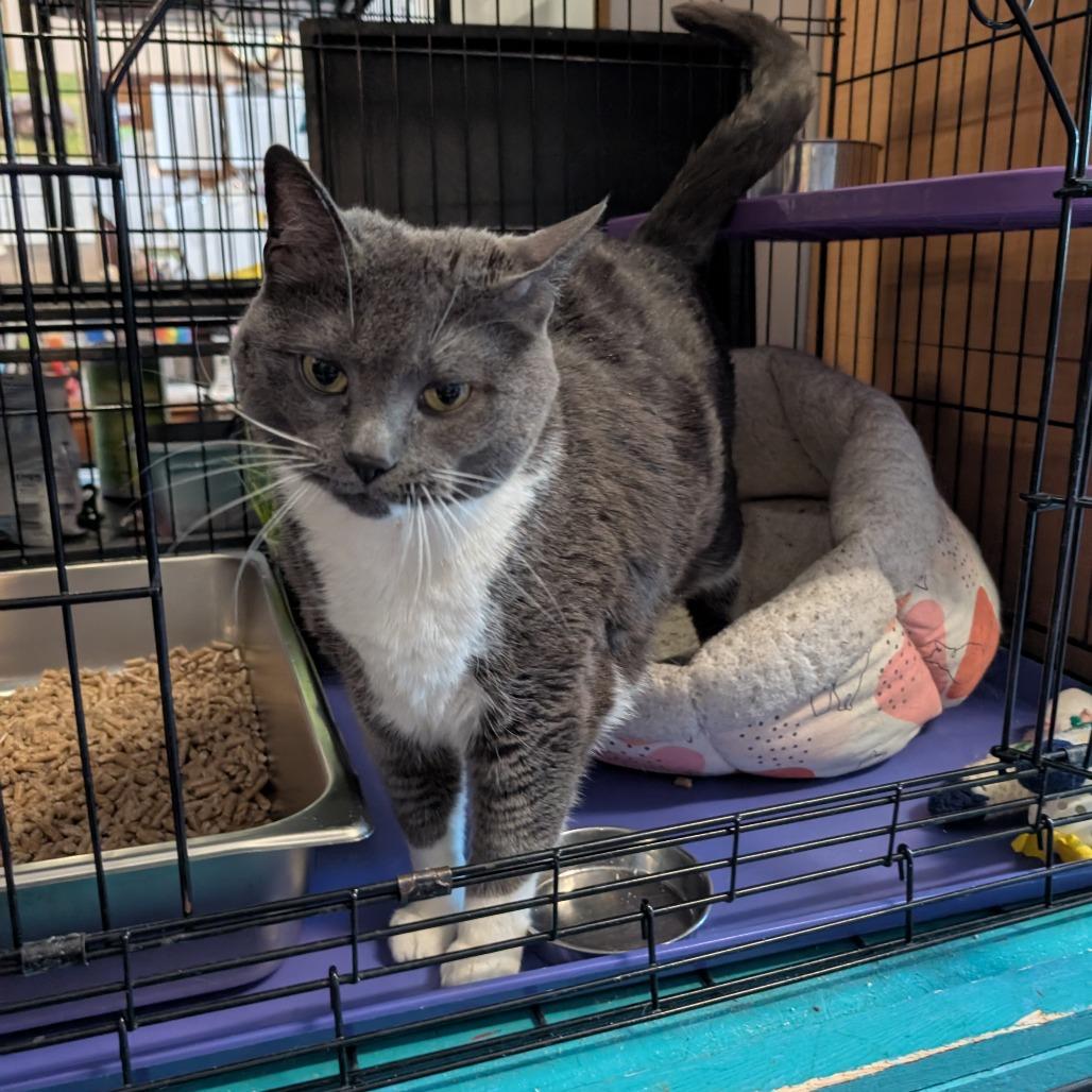 Enlarge Thurston, a Adoptable Domestic Short Hair in Saugerties, NY image 2/2