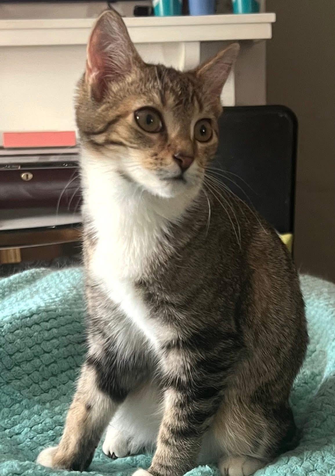 Moira, Adoptable, Young Female Domestic Medium Hair.