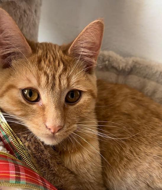 Gwen (9 months), a ADOPTABLE Domestic Short Hair in Gig Harbor, WA image 1/3