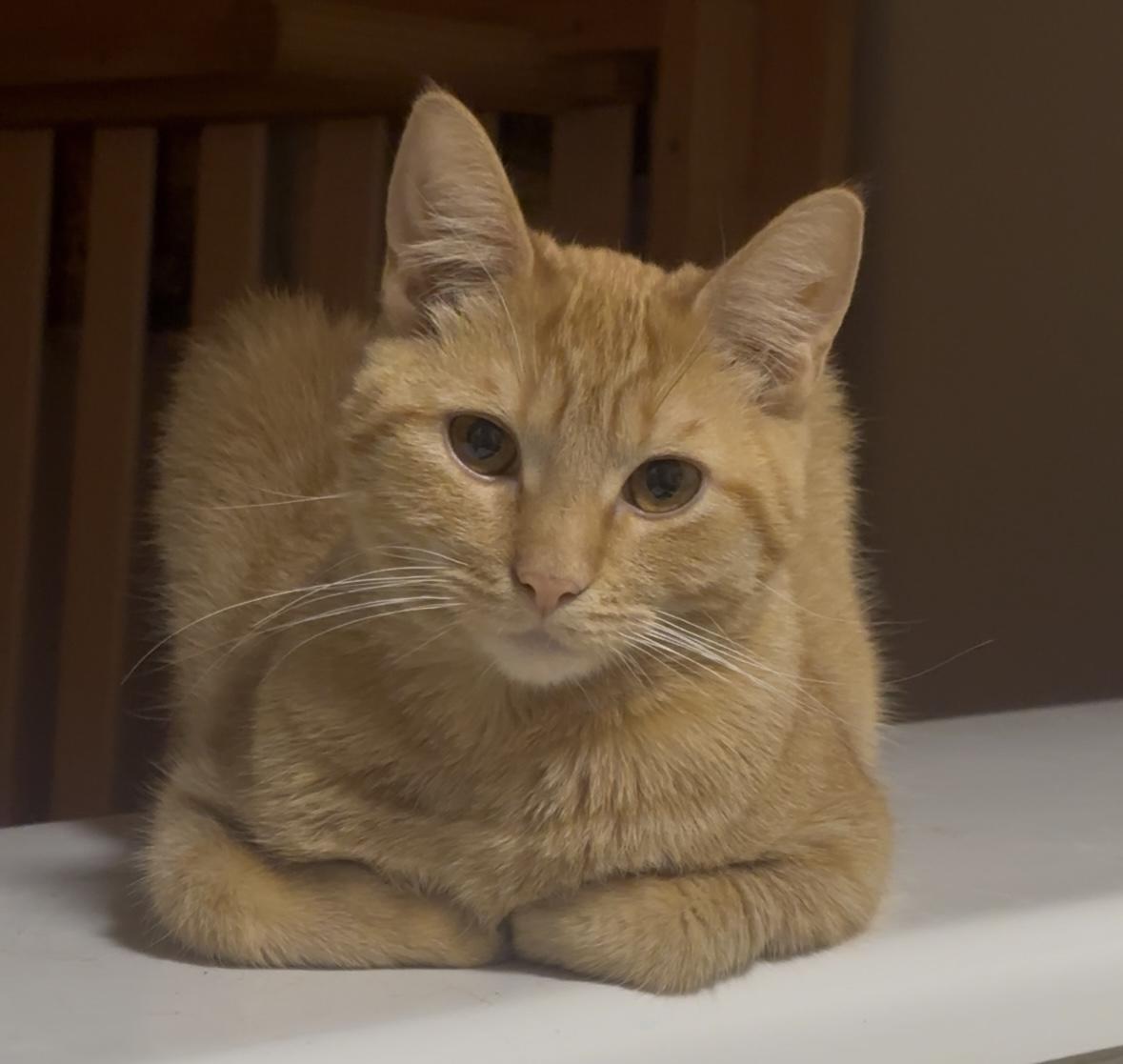 Gwen (9 months), a ADOPTABLE Domestic Short Hair in Gig Harbor, WA image 3/3