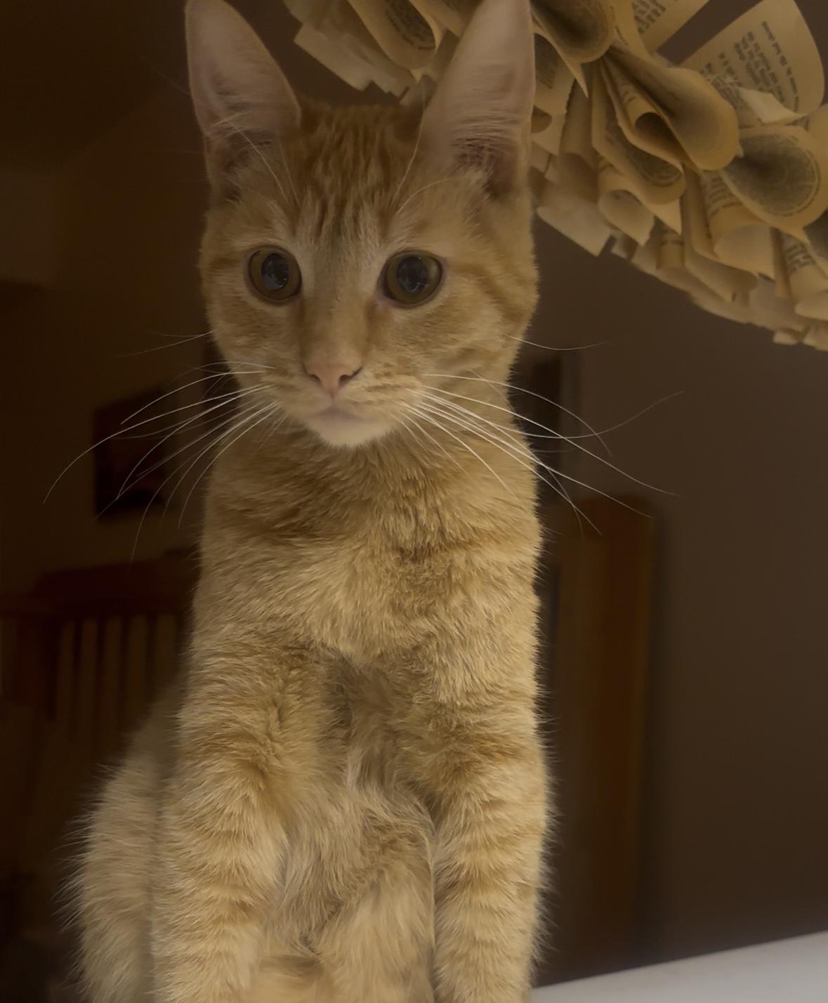 Gwen (9 months), a ADOPTABLE Domestic Short Hair in Gig Harbor, WA image 2/3