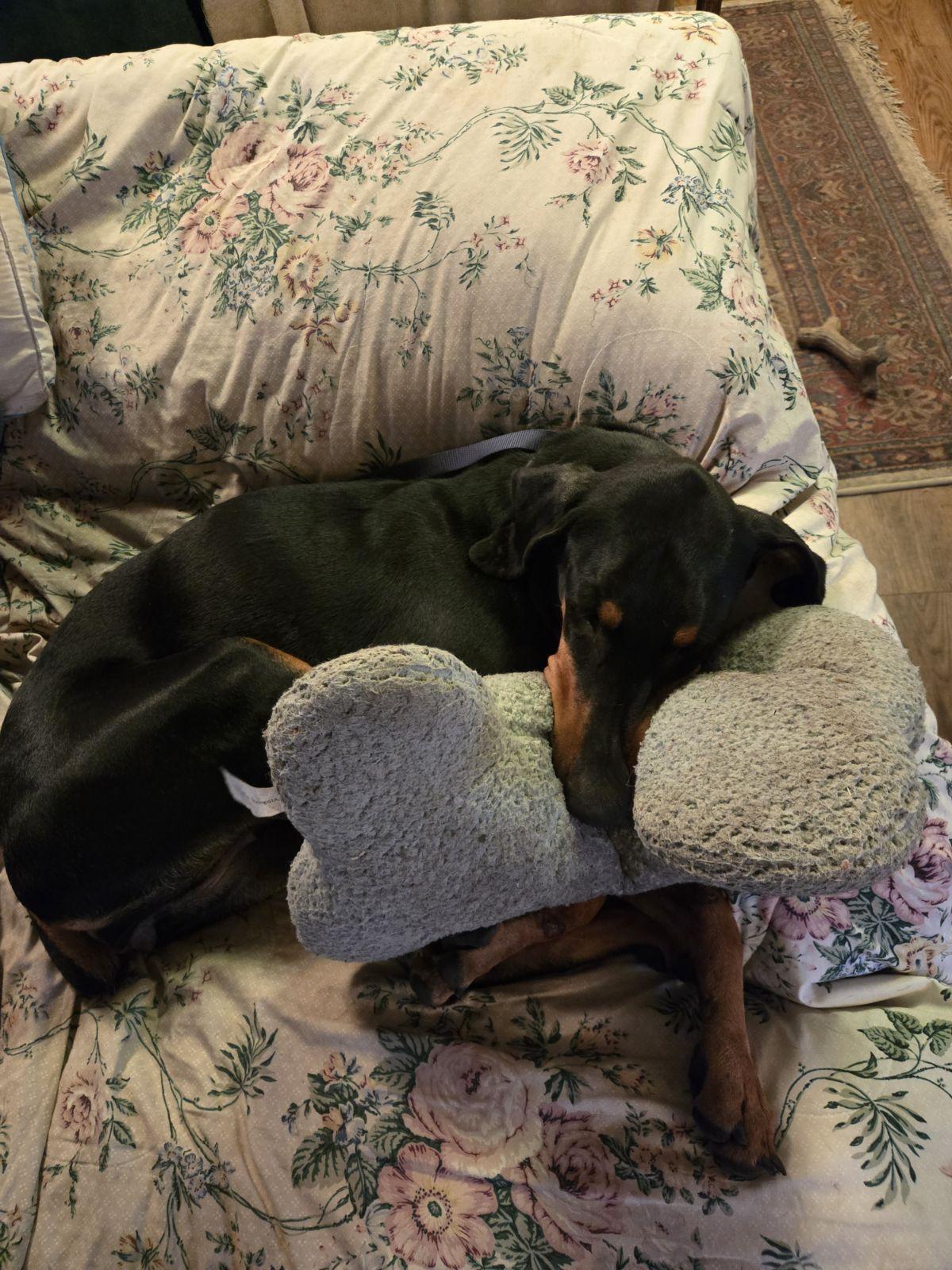 Enlarge Raine, a Adopted Doberman Pinscher in Minneapolis, MN image 1/3