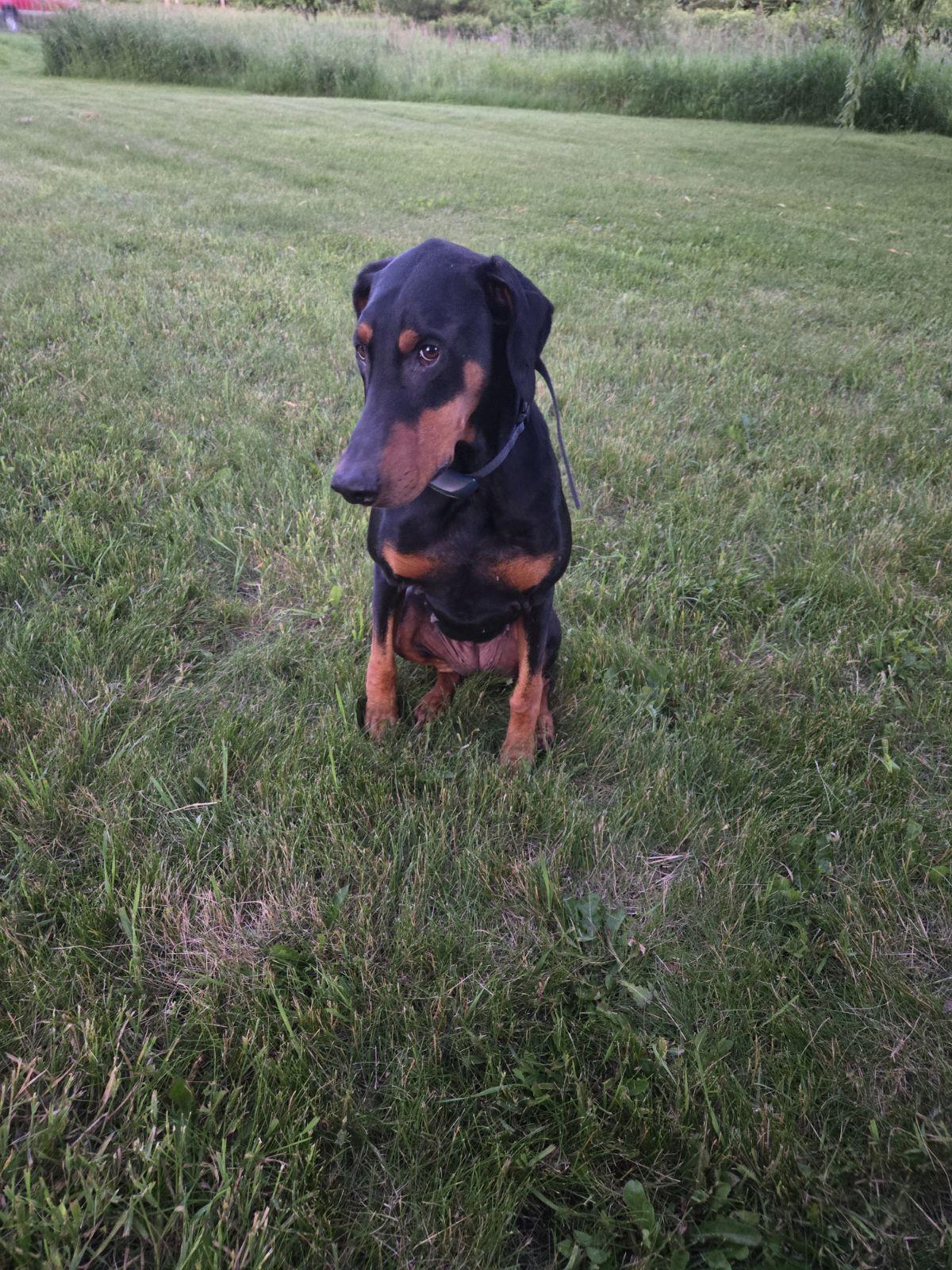 Enlarge Raine, a Adopted Doberman Pinscher in Minneapolis, MN image 3/3