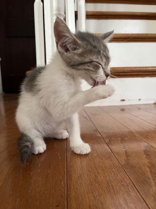 Misty  Willow Grove thumbnail 3