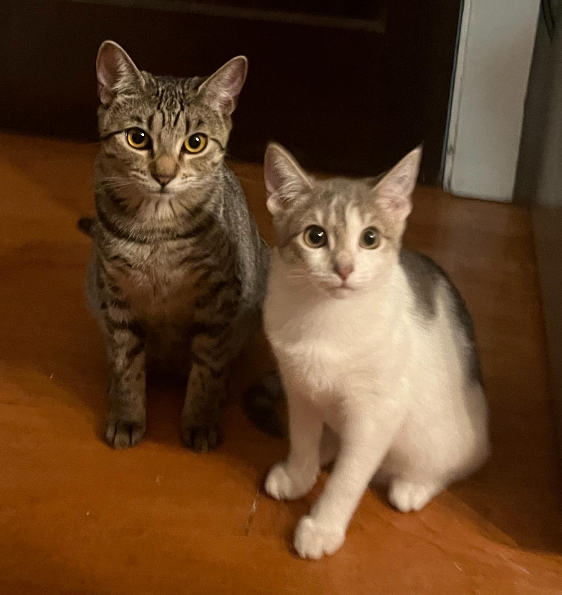 Misty  Willow Grove thumbnail 5