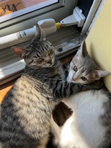 Misty  Willow Grove thumbnail 2