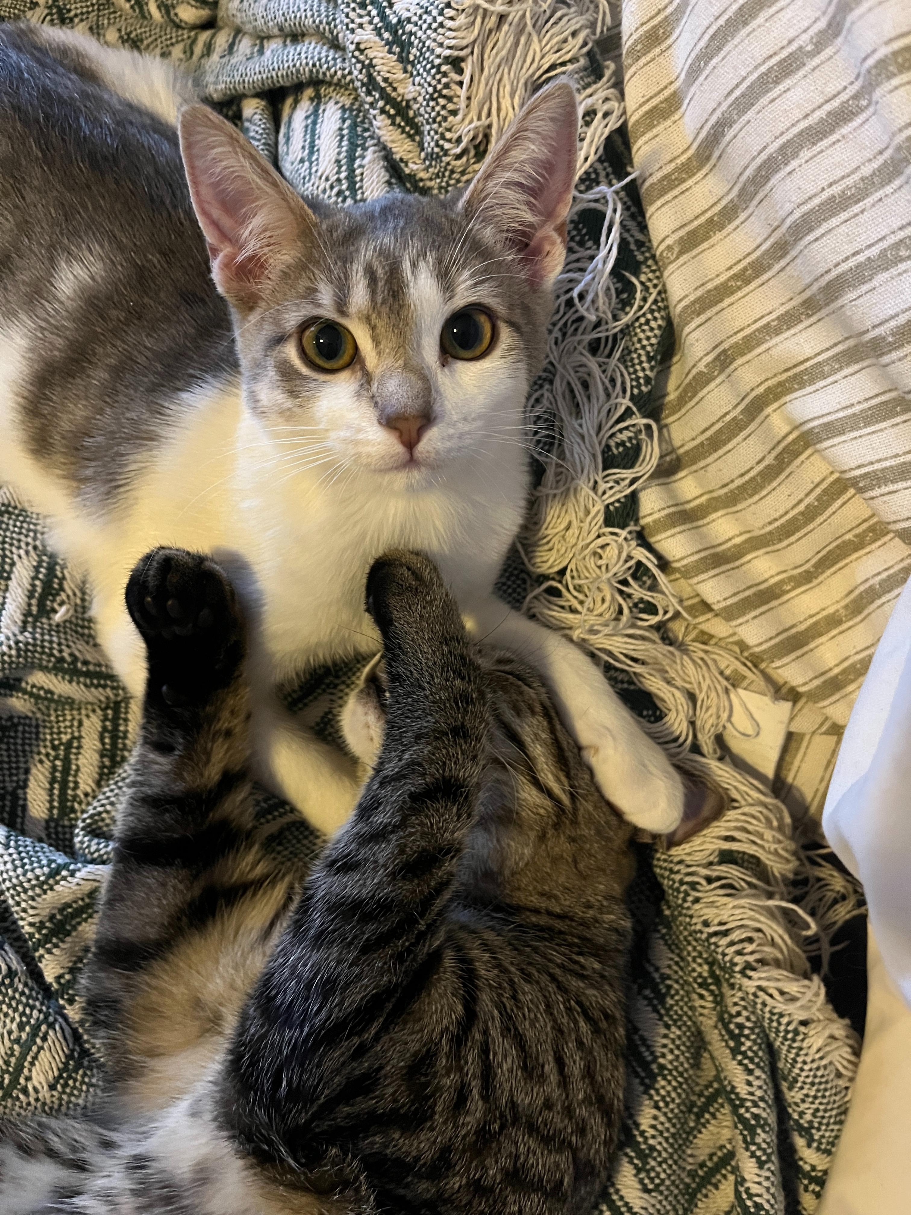 Misty Willow Grove photo 1