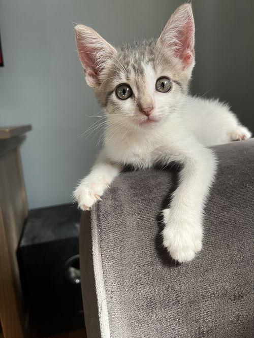 Misty  Willow Grove thumbnail 4