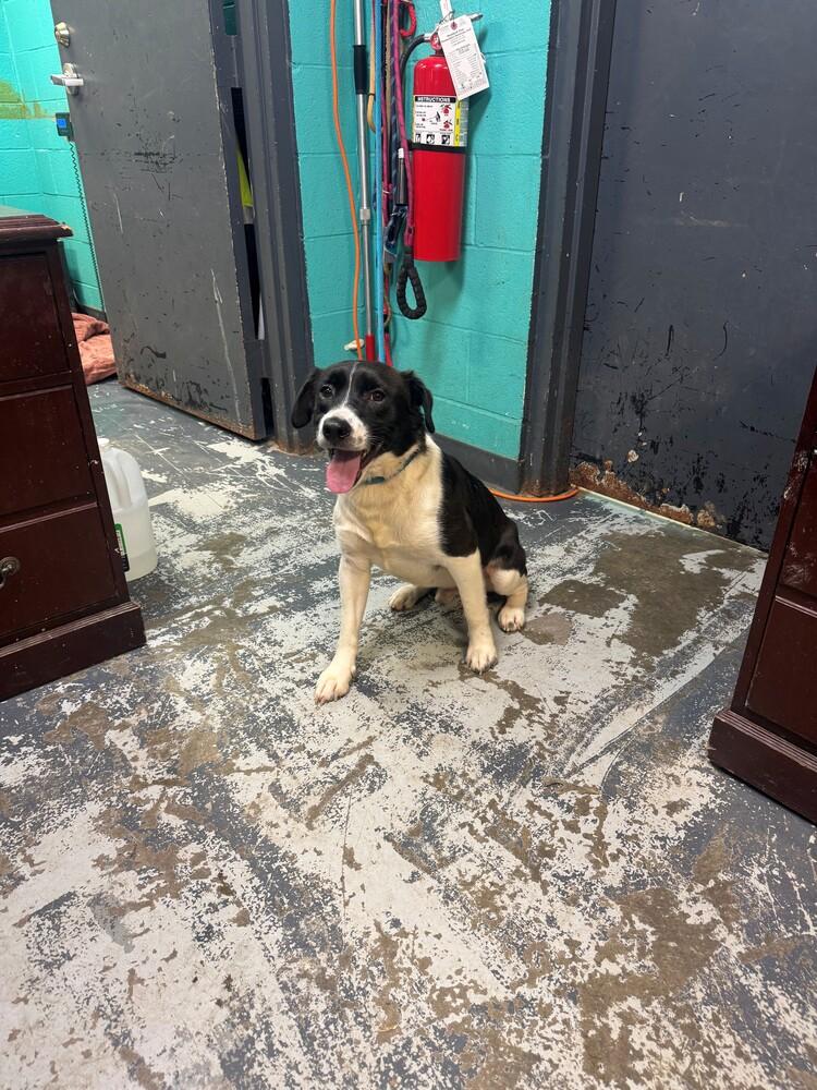 Goose #163, Adoptable, Young Male Labradoodle & Beagle.