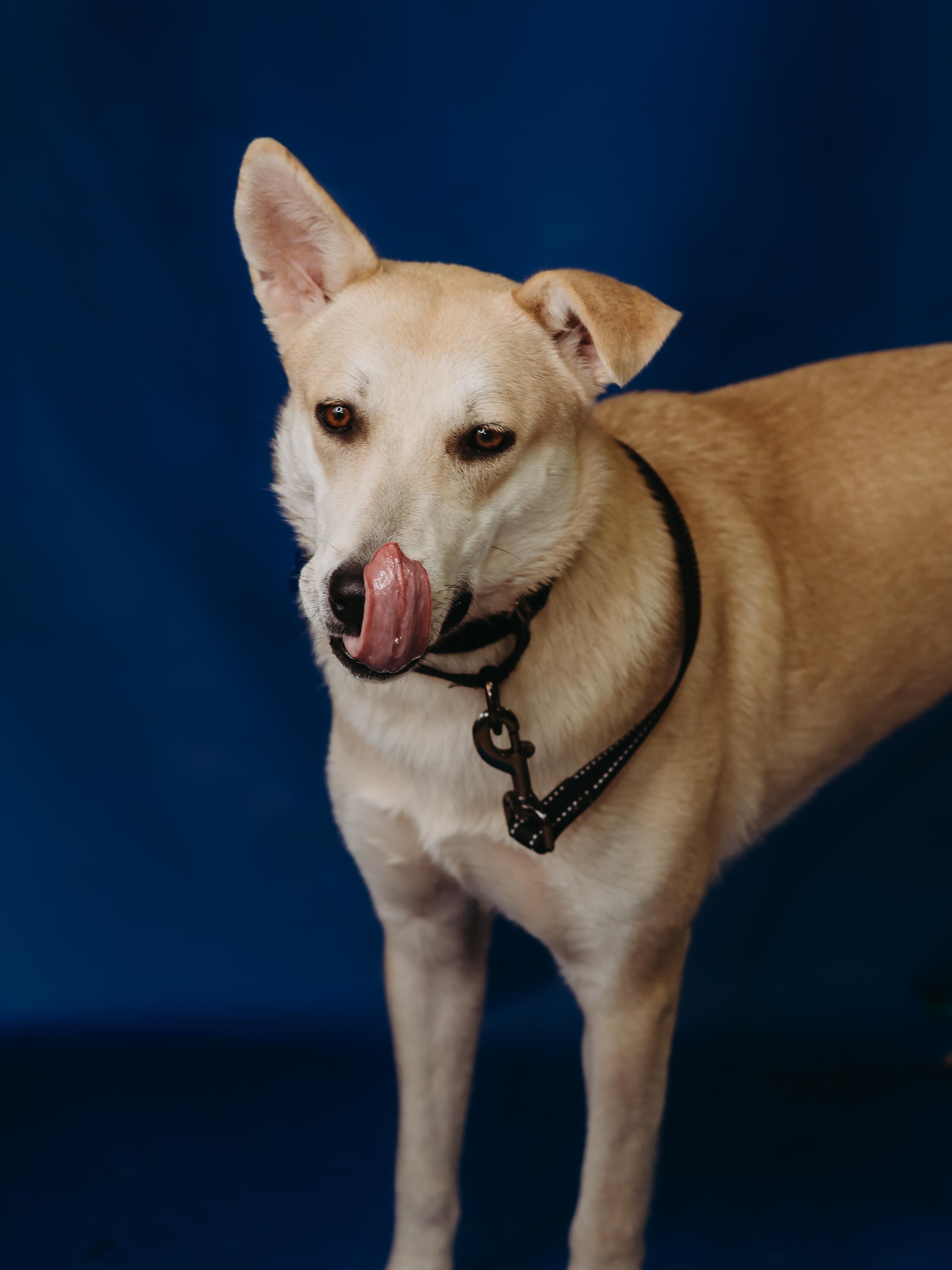 Enlarge Ember, a ADOPTABLE mixed breed in De Pere, WI image 5/5