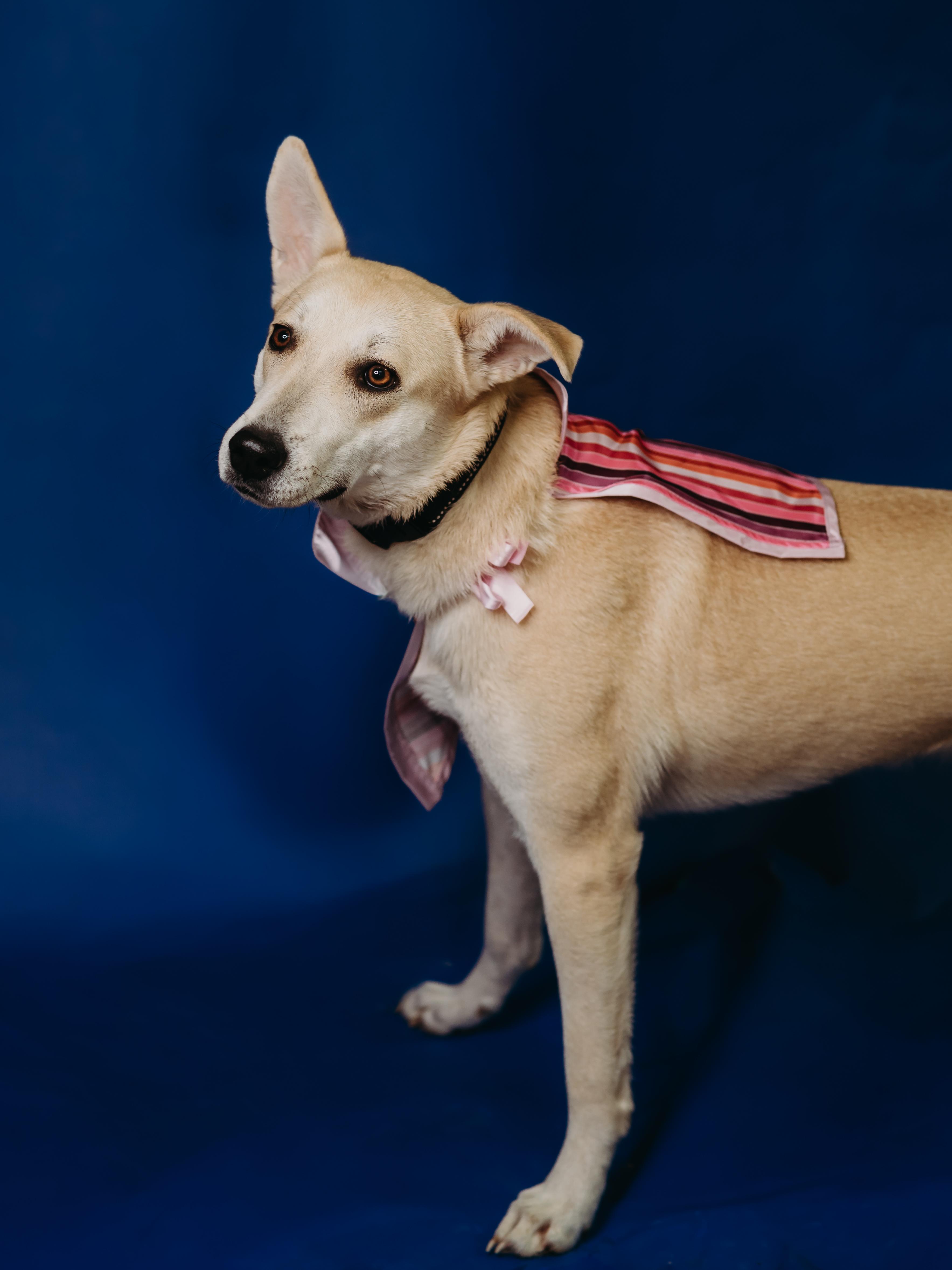 Ember, ADOPTABLE, Young Female Labrador Retriever.