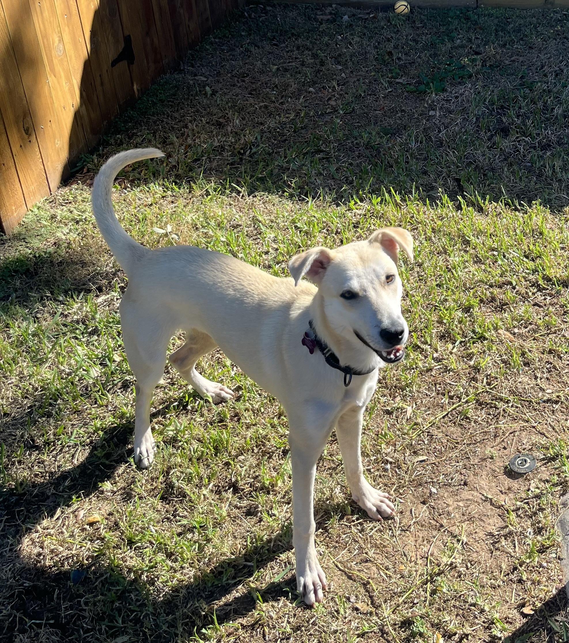 Enlarge Ember, a ADOPTABLE mixed breed in De Pere, WI image 2/2