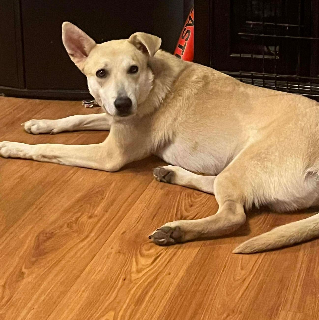 Enlarge Ember, a ADOPTABLE mixed breed in De Pere, WI image 3/5