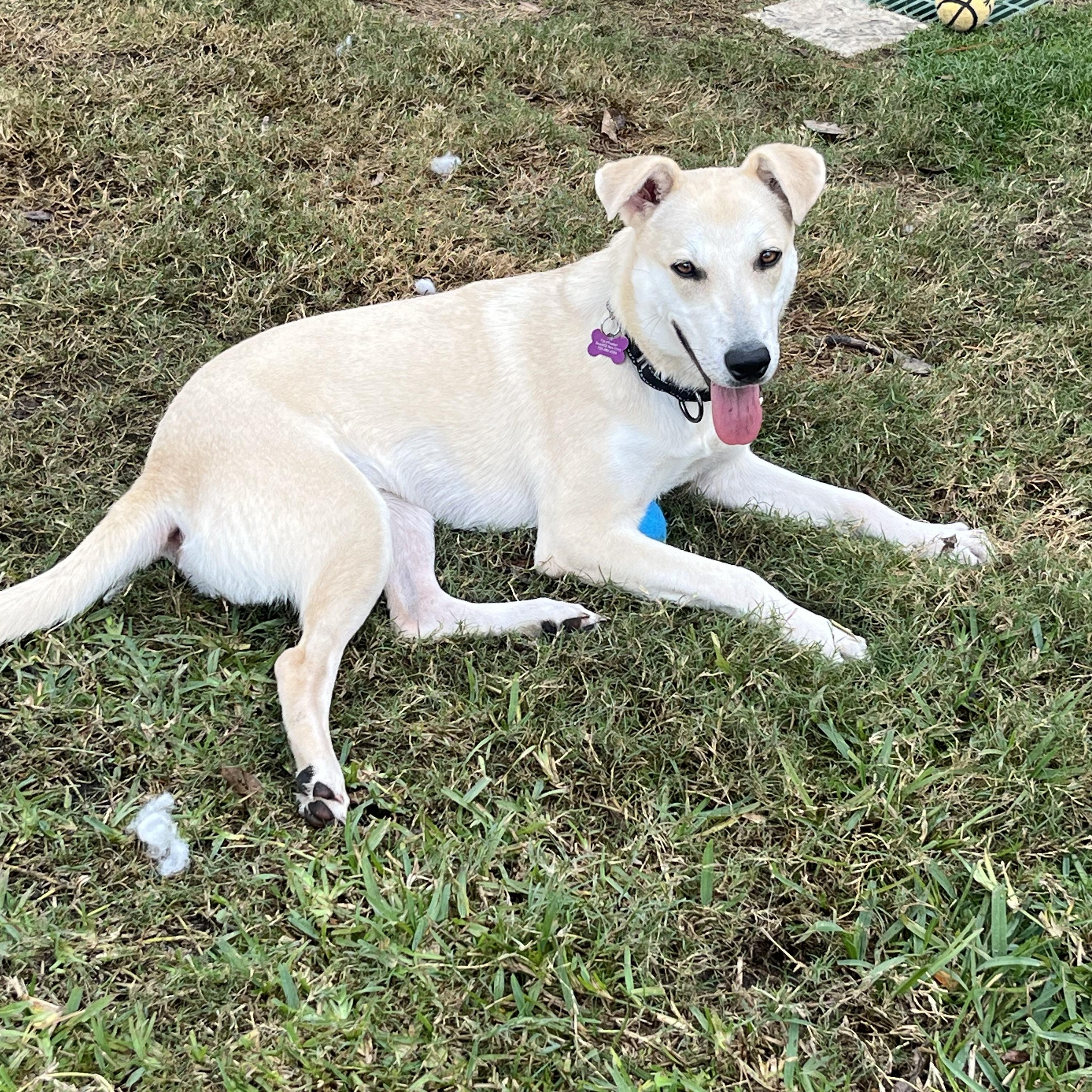 Enlarge Ember, a ADOPTABLE mixed breed in De Pere, WI image 1/2