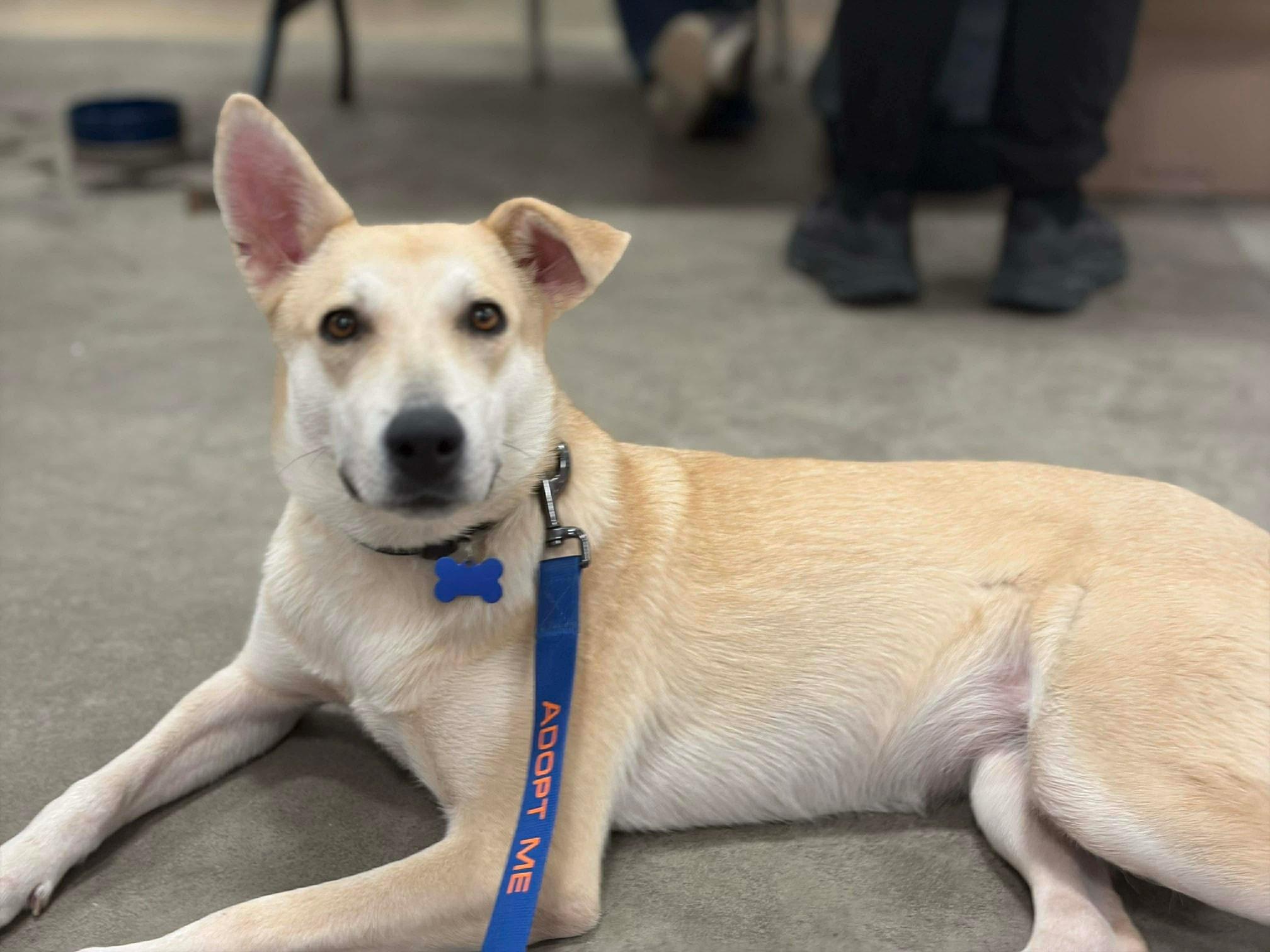 Enlarge Ember, a ADOPTABLE mixed breed in De Pere, WI image 4/5