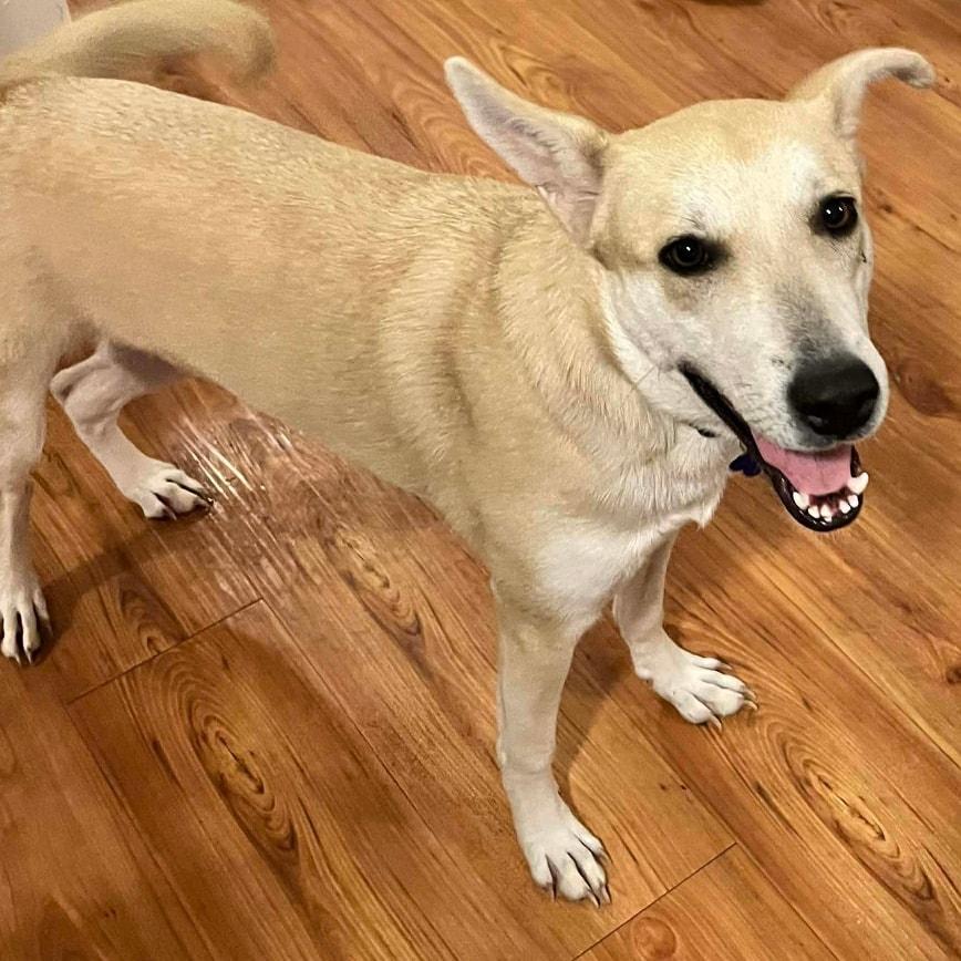 Enlarge Ember, a ADOPTABLE mixed breed in De Pere, WI image 2/5