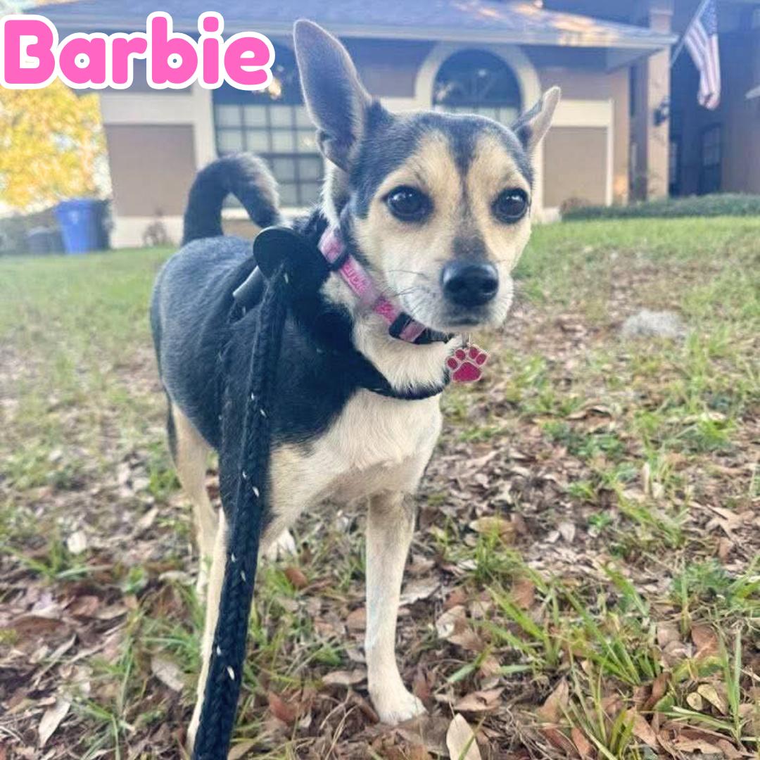 Enlarge Barbie *Young Chi-Mix PERFECTION*, a ADOPTABLE mixed breed in Riverview, FL image 1/6