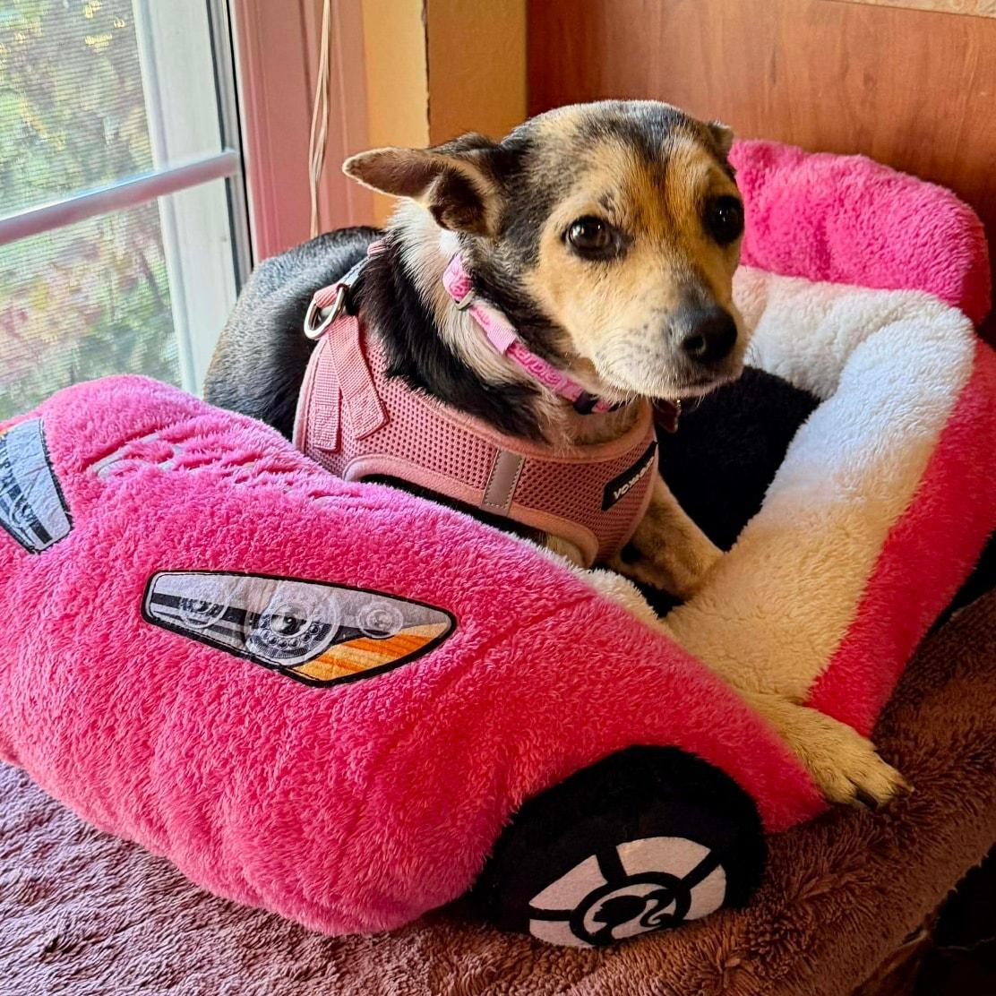 Enlarge Barbie *Young Chi-Mix PERFECTION*, a ADOPTABLE mixed breed in Riverview, FL image 5/6