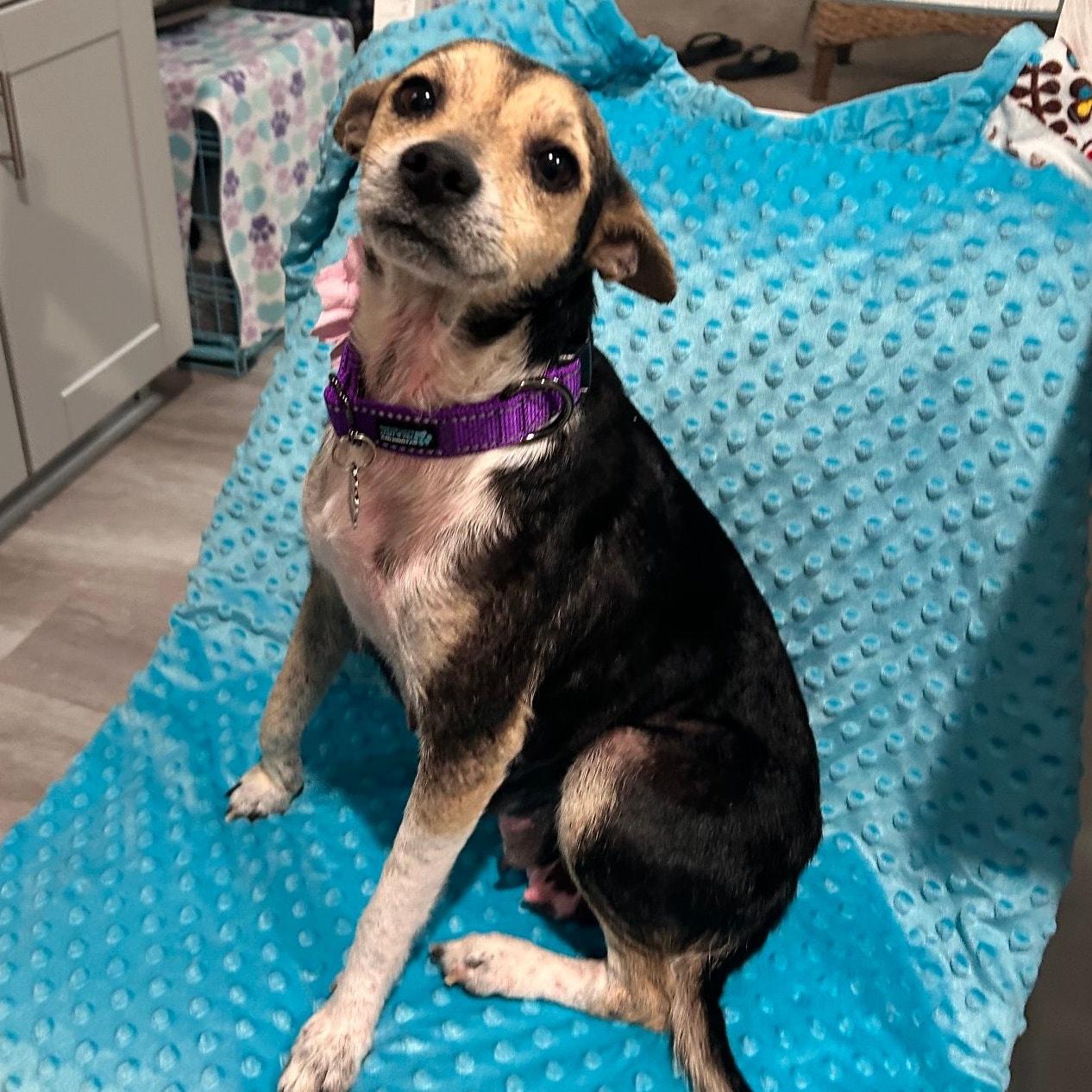 Enlarge Barbie *Young Chi-Mix PERFECTION*, a ADOPTABLE mixed breed in Riverview, FL image 4/6