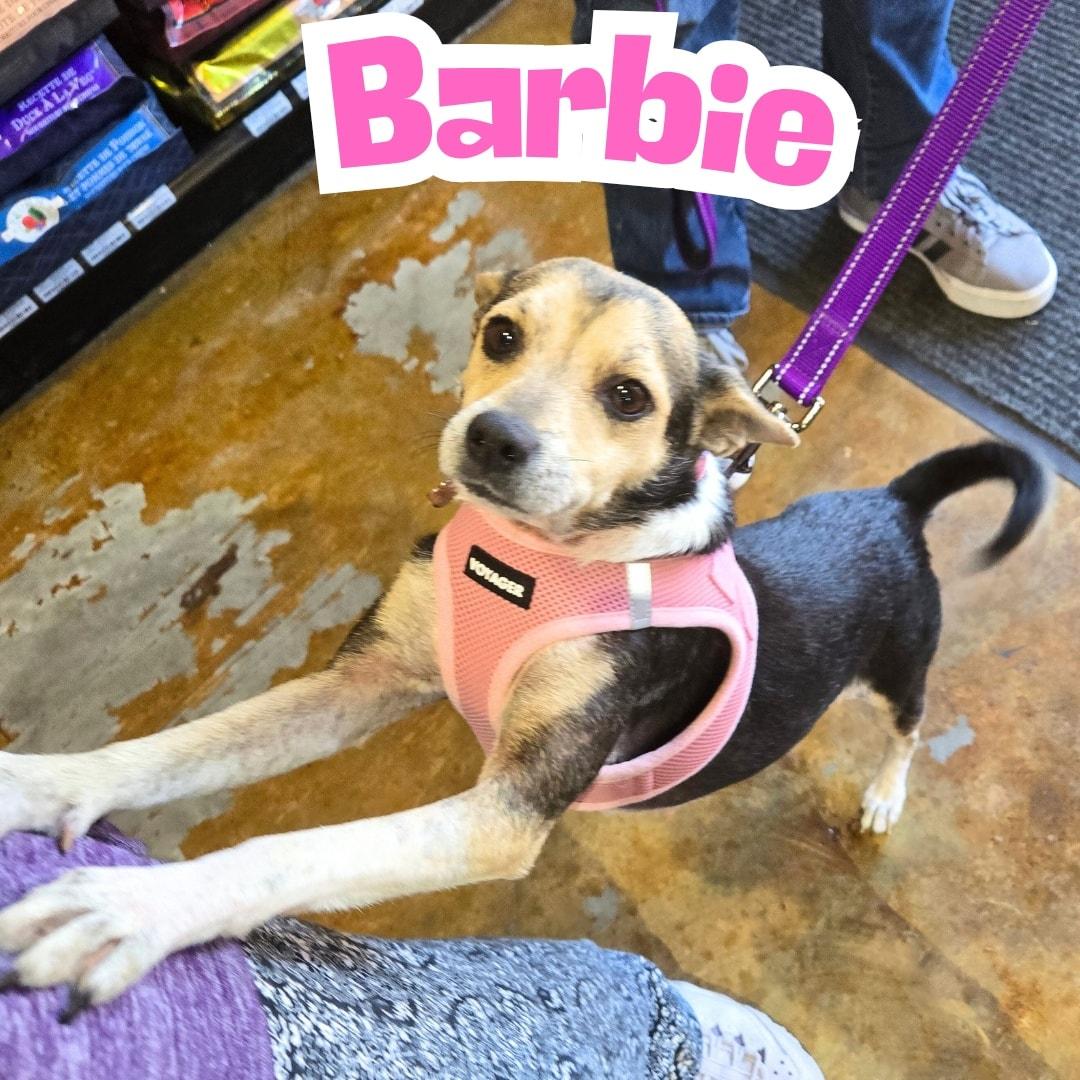 Enlarge Barbie *Young Chi-Mix PERFECTION*, a ADOPTABLE mixed breed in Riverview, FL image 3/6