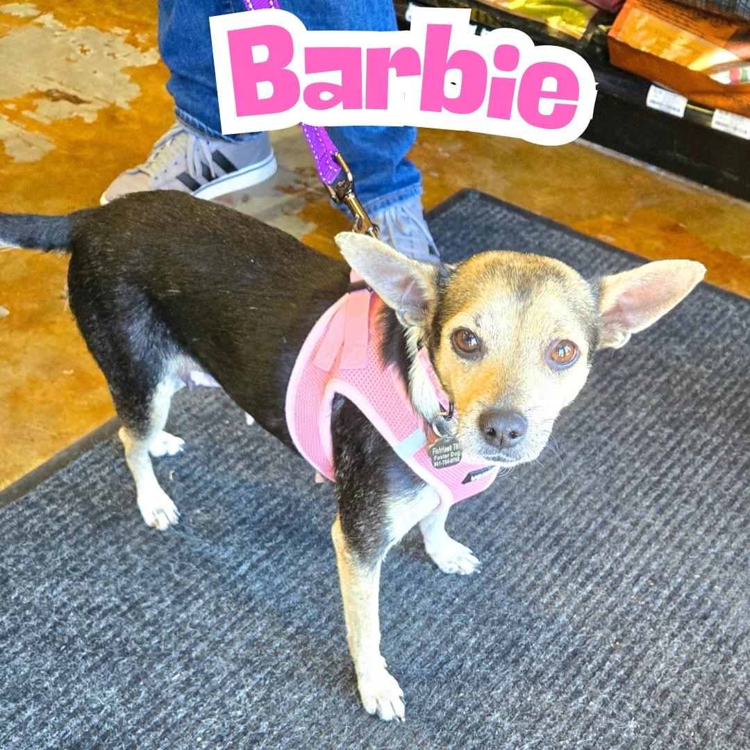 Enlarge Barbie *Young Chi-Mix PERFECTION*, a ADOPTABLE mixed breed in Riverview, FL image 1/6