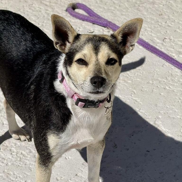 Enlarge Barbie *Young Chi-Mix PERFECTION*, a ADOPTABLE mixed breed in Riverview, FL image 2/6