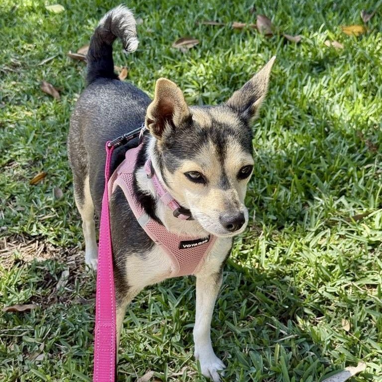 Enlarge Barbie *Young Chi-Mix PERFECTION*, a ADOPTABLE mixed breed in Riverview, FL image 3/6