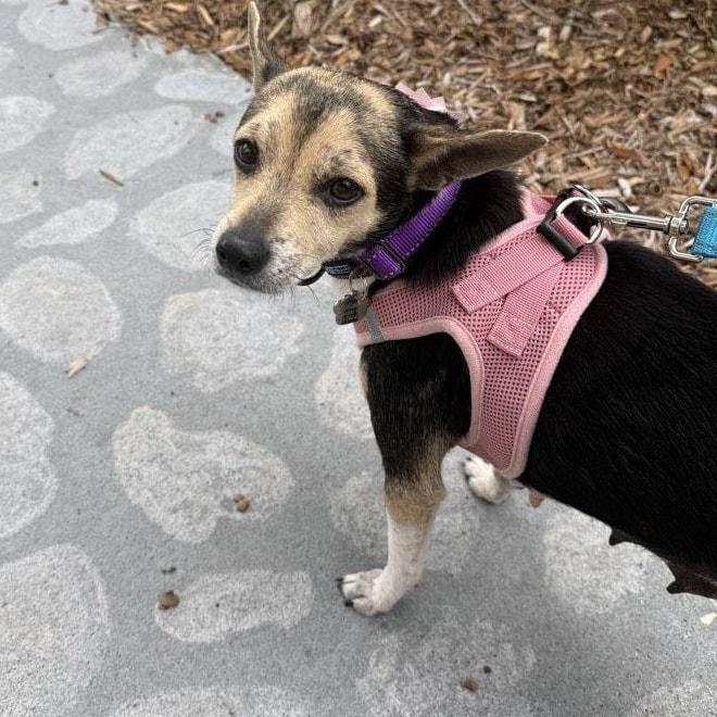 Enlarge Barbie *Young Chi-Mix PERFECTION*, a ADOPTABLE mixed breed in Riverview, FL image 6/6