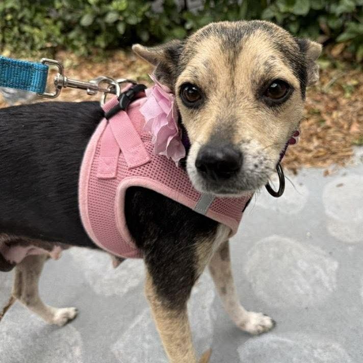 Enlarge Barbie *Young Chi-Mix PERFECTION*, a ADOPTABLE mixed breed in Riverview, FL image 2/6